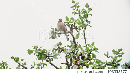 Eurasian Chaffinch, Common Chaffinch, Or Simply Chaffinch Fringilla Coelebs. Chaffinch Is Perched On Apple Tree Branch. Sentinel Bird Looking Around. Spring Time. Amazing European Birds 108558777