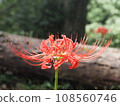 遠足路線上引人注目的紅色花朵。孤挺花 108560746