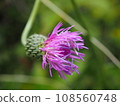 散發出明亮的紅紫色的薊 108560748