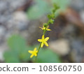 爬山時遇到的黃色的小星花 108560750