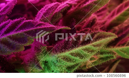 Sativa marijuana plant in glowing neon light. Indica rasterized herbal cannabis 108560896