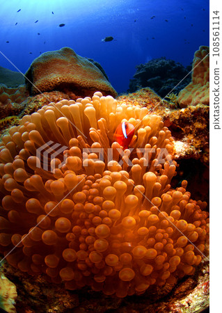 海葵和海葵 海葵和海葵 108561114