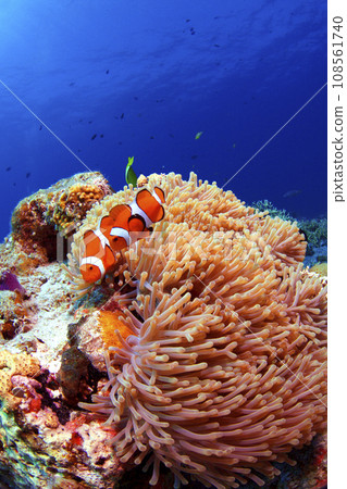 Clown anemonefish and sea anemones 108561740