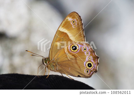 Beautiful winged butterfly Beautiful winged butterfly 108562011
