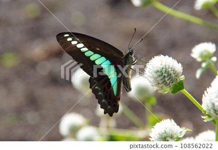 一隻燕尾蝴蝶飛向一朵白色的長春花 一隻燕尾蝴蝶飛向一朵白色的長春花 108562022