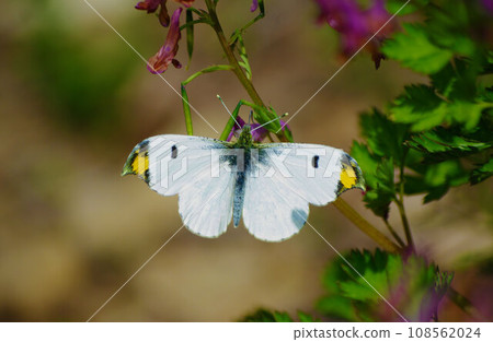 Male of the early spring butterfly, the Tumaki butterfly Male of the early spring butterfly, the Tumaki butterfly 108562024