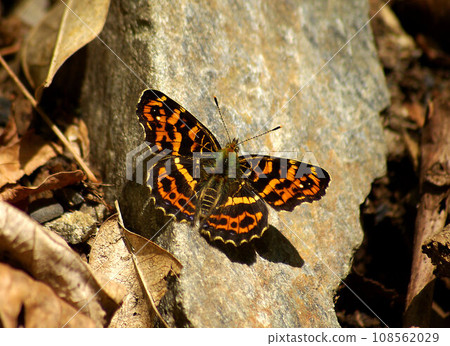 A butterfly spreading its wings on a stone A butterfly spreading its wings on a stone 108562029