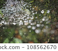 蜘蛛網上有水滴，閃閃發光，像銀河。 108562670