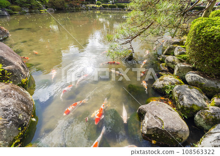 Autumn scenery of Momiji Park, carp in the pond, Yamagata City, Yamagata Prefecture Autumn scenery of Momiji Park, carp in the pond, Yamagata City, Yamagata Prefecture 108563322