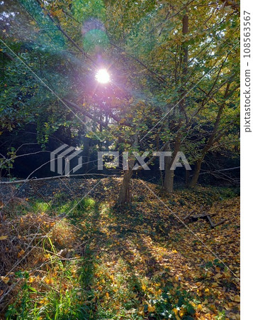 清晨陽光下的銀杏樹 108563567