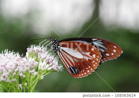 Asagi Madara sucking nectar from Fujibakama flowers Asagi Madara sucking nectar from Fujibakama flowers 108563614