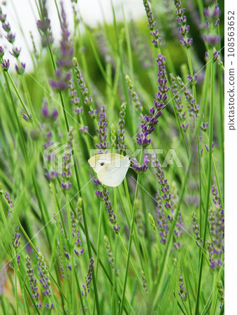 Lavena butterfly in the field Lavena butterfly in the field 108563652