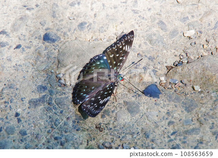 A butterfly spreading its wings on the road A butterfly spreading its wings on the road 108563659