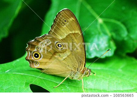 A butterfly perched on a leaf 108563665