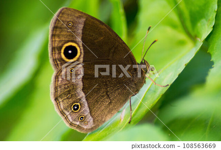 Black-bellied butterfly perching on a leaf Black-bellied butterfly perching on a leaf 108563669