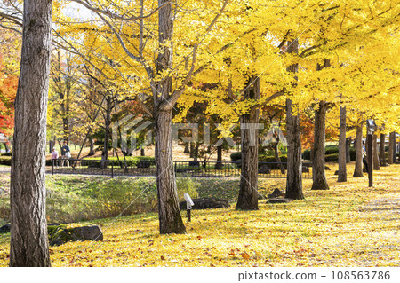 Ginkgo tree line at Yamagata Prefectural Sports Park in autumn, carpet of ginkgo leaves, Tendo City, Yamagata Prefecture 108563786