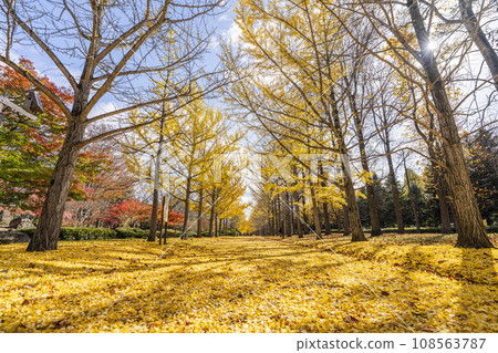 山形縣天童市秋天的山形縣體育公園銀杏樹線,銀杏葉地毯 山形縣天童市秋天的山形縣體育公園銀杏樹線,銀杏葉地毯 108563787