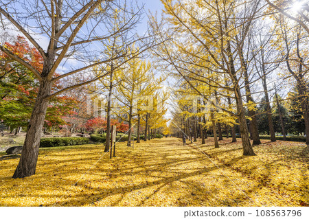 Ginkgo tree line at Yamagata Prefectural Sports Park in autumn, carpet of ginkgo leaves, Tendo City, Yamagata Prefecture Ginkgo tree line at Yamagata Prefectural Sports Park in autumn, carpet of ginkgo leaves, Tendo City, Yamagata Prefecture 108563796
