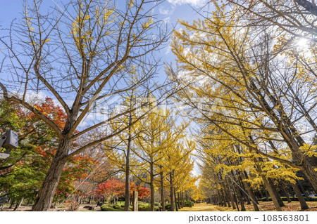 山形縣天童市山形縣體育公園秋天的銀杏樹 山形縣天童市山形縣體育公園秋天的銀杏樹 108563801