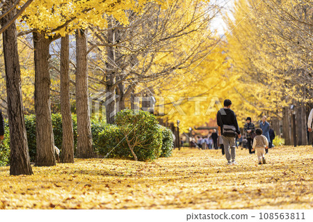 山形縣天童市秋天的山形縣體育公園銀杏樹線，銀杏葉地毯 108563811