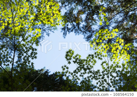 Autumn leaves 108564150