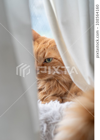 Cat seen through the gap in the curtain - brown tabby cat 108564160