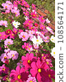 Pink cosmos in full bloom 108564171