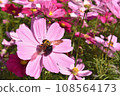 Bee honey sucking cosmos honey 108564173