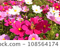 Butterfly that smokes cosmos honey 108564174