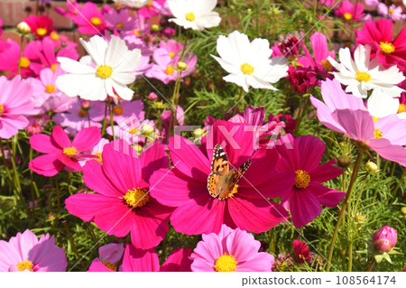 Butterfly that smokes cosmos honey Butterfly that smokes cosmos honey 108564174