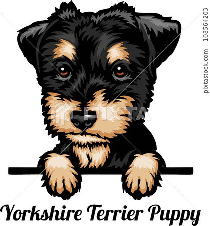 Yorkshire Terrier - Color Peeking Dogs - breed face head isolated on white 108564203