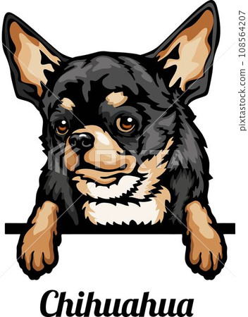 Chihuahua - Color Peeking Dogs - breed face head isolated on white Chihuahua - Color Peeking Dogs - breed face head isolated on white 108564207