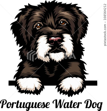 Portuguese Water Dog - Color Peeking Dogs - breed face head isolated on white 108564212