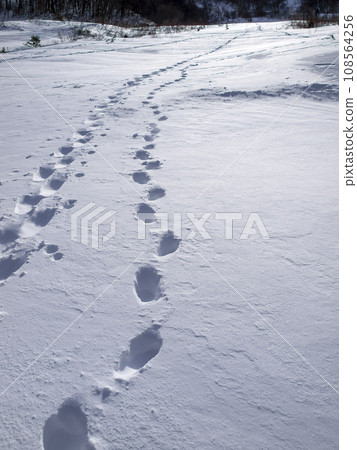 Footprints on the snow Footprints on the snow 108564256