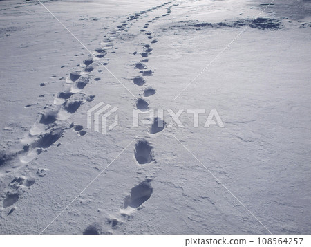 Footprints on the snow Footprints on the snow 108564257
