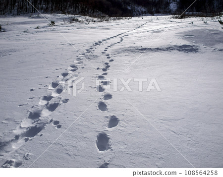 Footprints on the snow Footprints on the snow 108564258