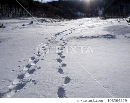 Footprints on the snow Footprints on the snow 108564259