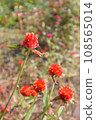 orange red lily 108565014