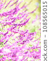 Amethyst sage blooming in the sunlight 108565015