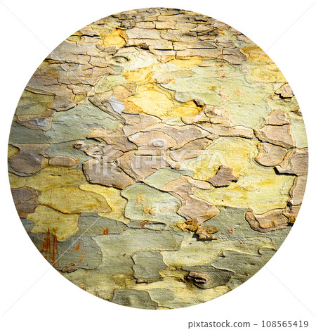 Brown old oak bark texture detail, background bark texture close up 108565419