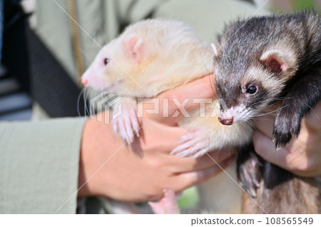 主人帶著兩隻雪貂散步 108565549