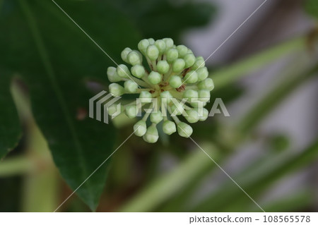Ball-shaped flowers and large leaves of a Japanese japanese starch blooming in the autumn garden 108565578