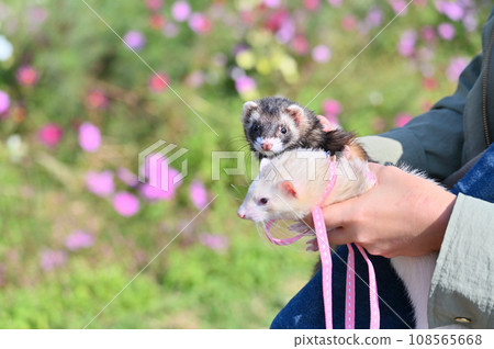 兩隻可愛的雪貂 108565668