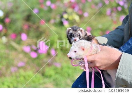 two cute ferrets two cute ferrets 108565669