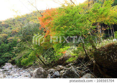 Autumn leaves, beginning of autumn 108565704