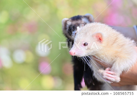 兩隻可愛雪貂的特寫 108565755