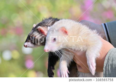 兩隻可愛雪貂的特寫 108565758