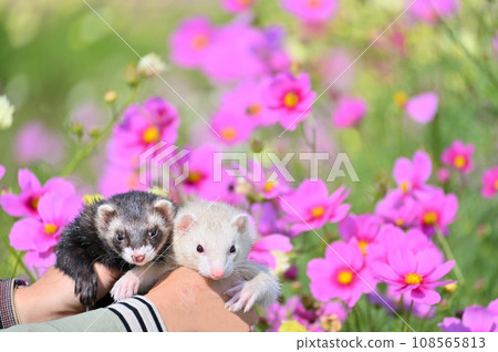兩隻雪貂和一個花園 108565813