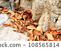 Fallen leaves  108565814
