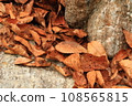 Fallen leaves 1 108565815